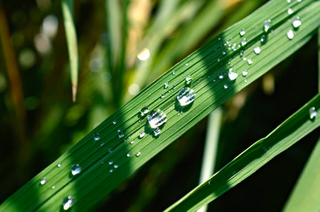 Water droplets on rice leaves from central of Thailandの写真素材