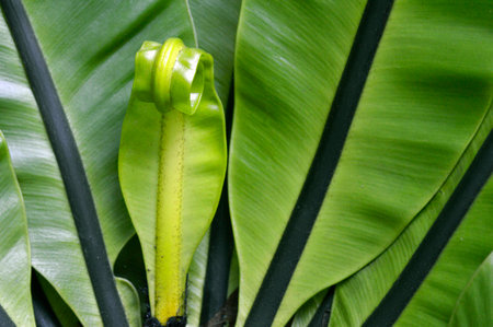 Bird nest fern, Asplenium nidus, Central of Thailandの写真素材