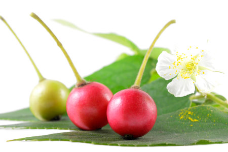 Jamaican cherry, Muntingia calabura, Family Muntingiaceae, Central of Thailandの写真素材