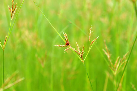Nut grass and lady bird from central of Thailand
