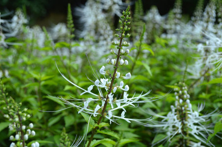 Cat whiskers flower, Orthosiphon aristatus, Family Lamiceae, Central of Thailandの写真素材