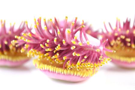 Stamen and pistil of cannonball tree flowerの写真素材