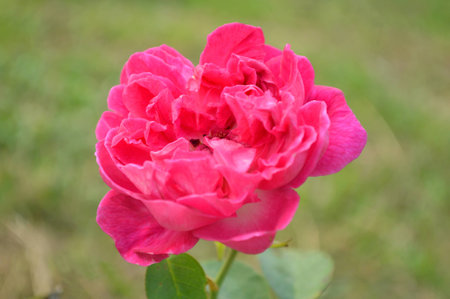 Red damask rose, Rosa damascena, Family Rosaceae, Central of Thailandの写真素材