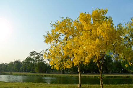Golden shower tree landscape backgroundの写真素材