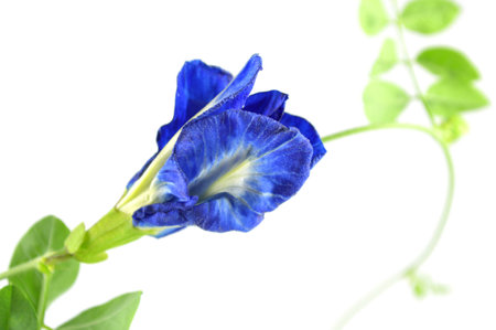 Butterfly pea, Clitoria ternatea, Family Fabaceae, Central of Thailandの写真素材