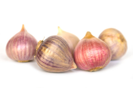 Solo garlic on white backgroundの写真素材