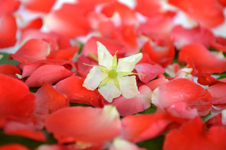Jamaican cherry flower on rose petal backgroundの写真素材
