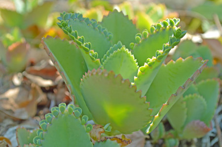Mother of thousands, Bryophyllum daigremontianum, Family Crassulaceae , Central of Thailandの写真素材