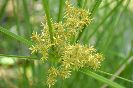 Cyperus flower, Cyperus sp., Family Cyperaceae, Central of Thailandの写真素材