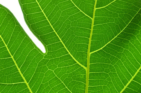 Breadfruit leaf texture backgroundの写真素材