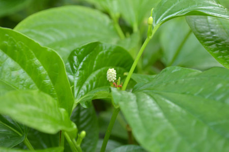 Wild betel Piper sarmentosum Family Piperaceae Central of Thailandの写真素材
