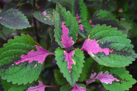 Painted nettle Plectranthus sp. Family Lamiaceae Central of Thailandの写真素材