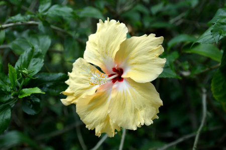 Yellow Hibiscus flower Hibiscus sp  Family Malvaceae Central of Thailandの写真素材
