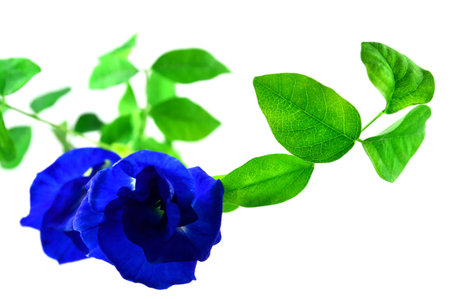 Butterfly pea, Clitoria ternatea, Family Fabaceae, Central of Thailandの写真素材