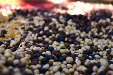 Plant seeds from central of Thailandの写真素材