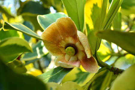 Clusia flower, Clusia sp., Family Clusiaceae, Central of Thailand