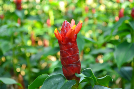 Indian Head Ginger, Costus woodsonii, Family Costaceae, Central of Thailand