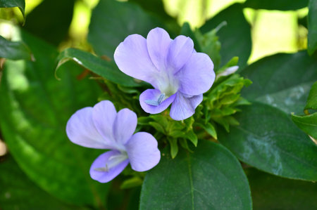 Purple Barleria strigosa, Family Acanthaceae, Central of Thailandの写真素材