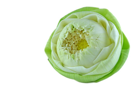 White lotus on white backgroundの写真素材