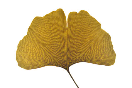 Dried ginkgo leaf on white backgroundの写真素材