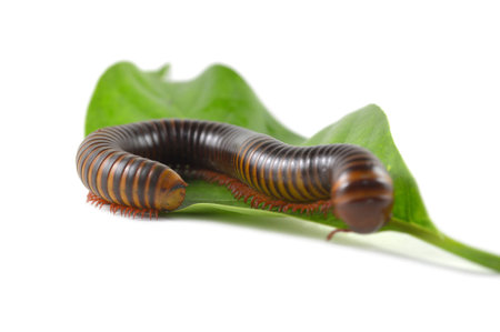 Millipede from central of Thailand on white backgroundの写真素材