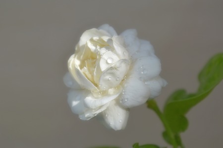 Jasmine flower, Jasminum sambac, Family Oleaceae, Central of Thailandの写真素材