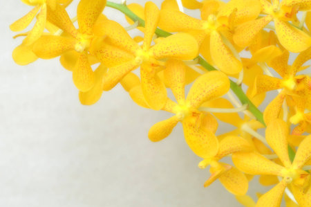 Yellow mokara orchid from Central of Thailand