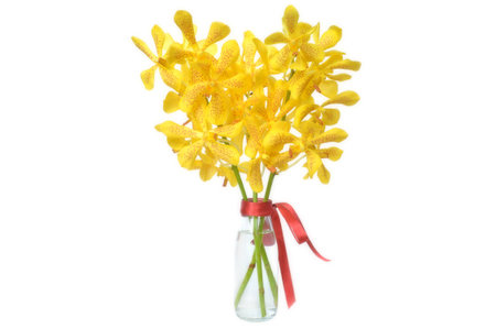 Yellow mokara orchid from Central of Thailandの写真素材