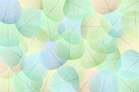 Bodhi leaves, Ficus religiosa, as a backgroundの写真素材