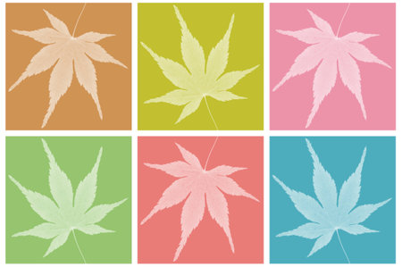 Japanese maple leaf on colorful backgroundの写真素材