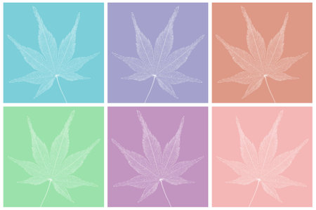 Japanese maple leaf on colorful backgroundの写真素材