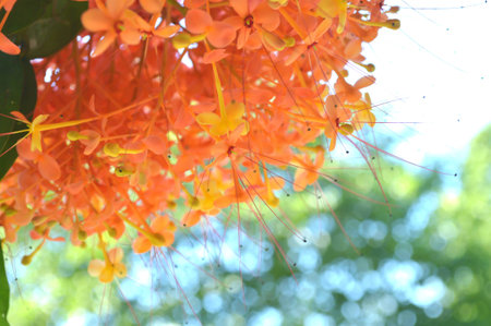 Ashoka tree flower, Saraca sp., Central of Thailandの写真素材