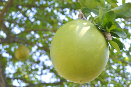 Suicide tree fruit, Cerbera odollam, Central of Thailandの写真素材
