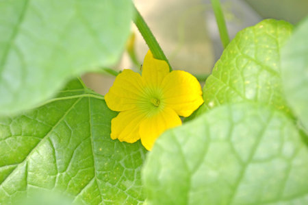 Watermelon male flower, Central of Thailandの写真素材