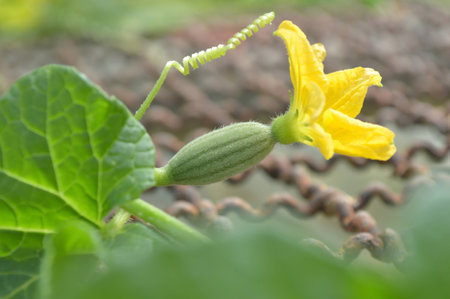 Watermelon female flower, Central of Thailandの写真素材