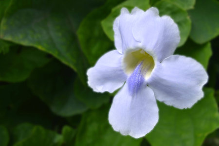 Bengal trumpet, Thunbergia grandiflora, Central of Thailandの写真素材
