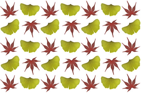 Japanese maple and ginkgo leaves on white backgroundの写真素材