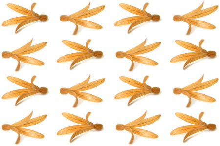 Dried Palo Santos flower, Triplaris cumingiana, on white backgroundの写真素材