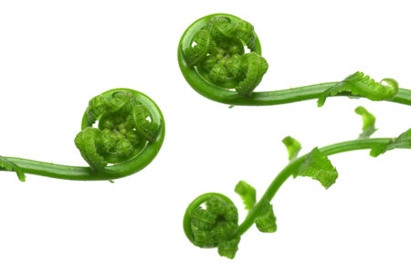 Young leaf of vegetable fern, Diplazium sp., Central of Thailandの写真素材