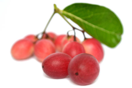 Karanda fruit, Carissa carandas, Central of Thailandの写真素材