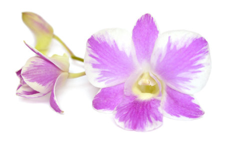 Dendrobium orchid, Pink splash, Central of Thailandの写真素材
