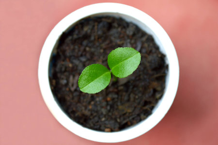 Young lime plant in recycled plastic cup on pink backgroundの写真素材