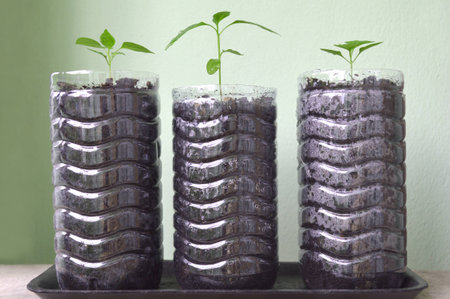 Chili pepper plant in recycled plastic bottleの写真素材