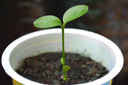 Young lime plant in recycled plastic cupの写真素材