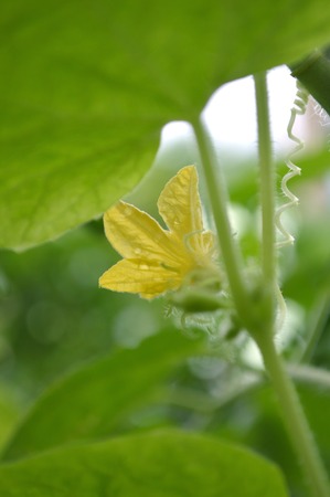 Male cucumber flower, Cucumis sativus, Central of Thailandの写真素材