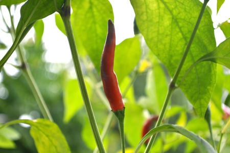 Chili pepper fruit, Capsicum sp., Central of Thailandの写真素材