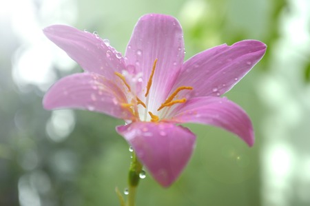 Pink rain lily, Zephyranthes sp., Central of Thailandの写真素材