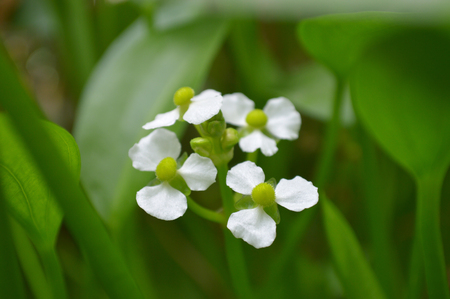 Female bulltongue arrowhead flower, Sagittaria sp., Central of Thailandの写真素材