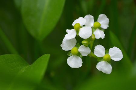 Female bulltongue arrowhead flower, Sagittaria sp., Central of Thailandの写真素材