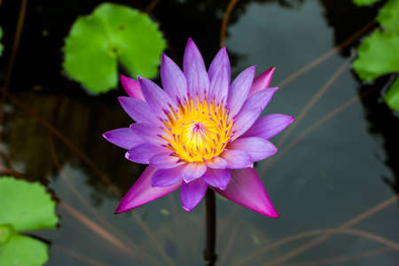Wonderful lotus in the pond の写真素材